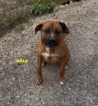 NALA - Photo 5