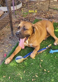NALA - Photo 11