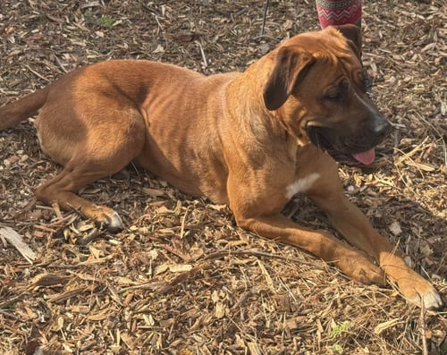 NALA - Boerboel Mastiff / Rhodesian Ridgeback available for adoption