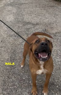 NALA - Photo 8