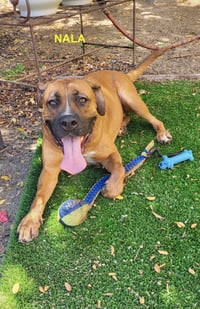 NALA - Photo 12