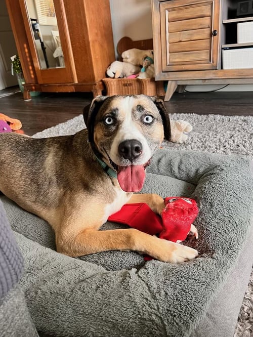 COCO - Shepherd / Husky available for adoption