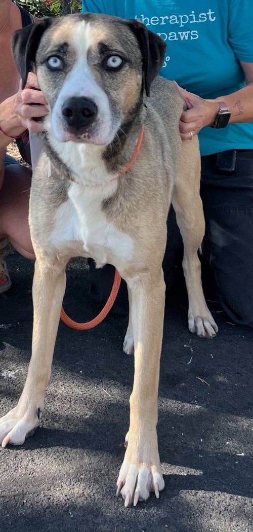 COCO - Shepherd / Husky available for adoption