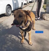 CHESTER - Photo 3