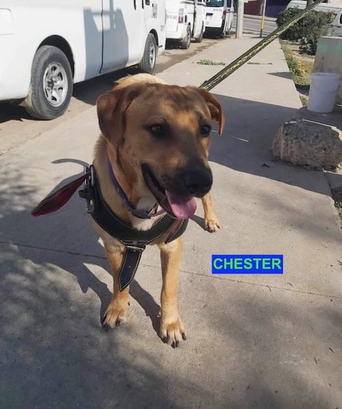 CHESTER - Labrador Retriever available for adoption