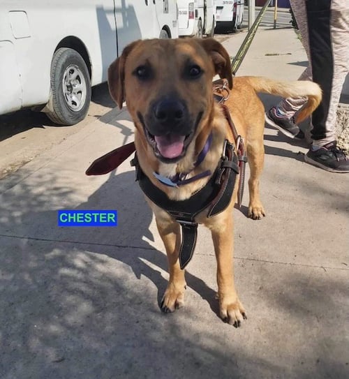 CHESTER - Labrador Retriever available for adoption