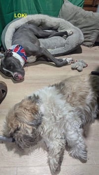LOKI - Photo 3