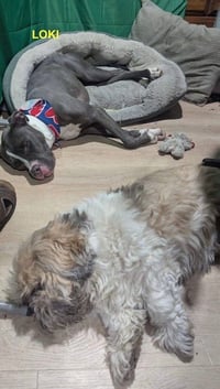 LOKI - Photo 3