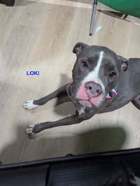 LOKI - Photo 1