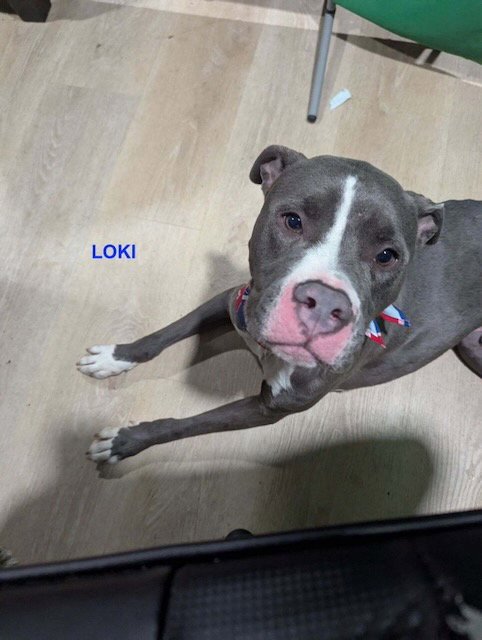 LOKI - Pit Bull Terrier available for adoption