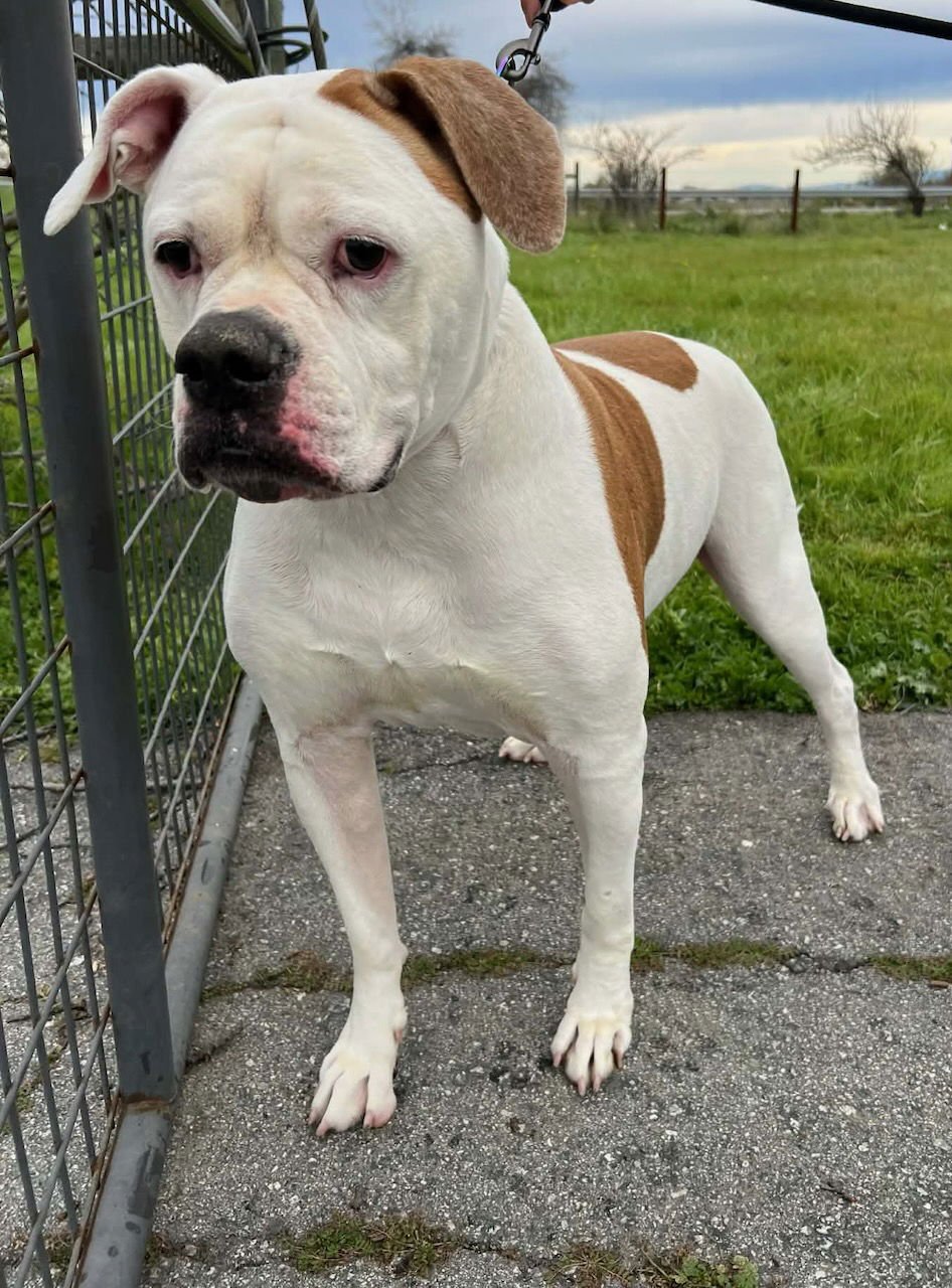 BELLA - American Bulldog available for adoption