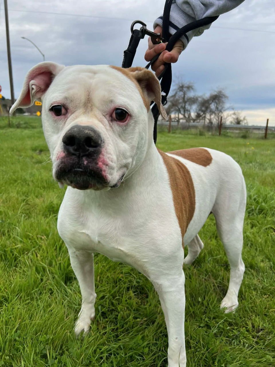 BELLA - American Bulldog available for adoption