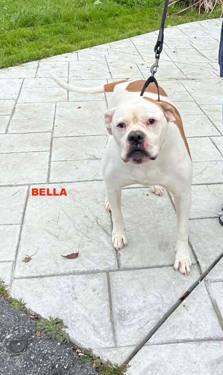 BELLA - Photo 3