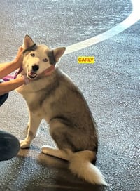 CARLY - Photo 1