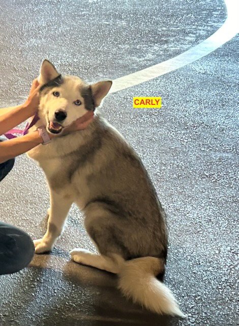 CARLY - Unknown available for adoption