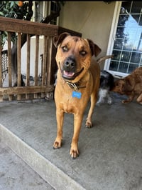 SIMBA - Photo 6