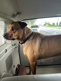 SIMBA - Photo 5