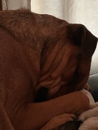 SIMBA - Photo 3