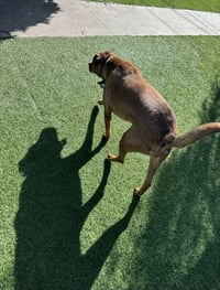 SIMBA - Photo 8