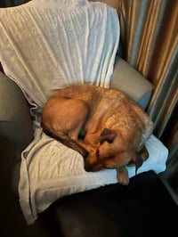 SIMBA - Photo 4