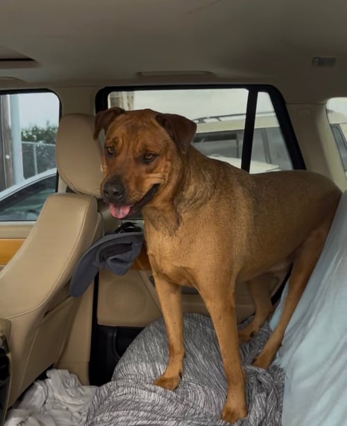SIMBA - Rhodesian Ridgeback / Black Mouth Cur available for adoption