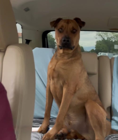 SIMBA - Rhodesian Ridgeback / Black Mouth Cur available for adoption