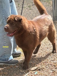 HUGO - Photo 3