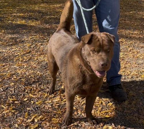 HUGO - Shar Pei available for adoption