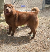 HUGO - Photo 4