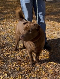 HUGO - Photo 2