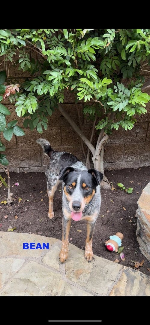 BEAN - Australian Cattle Dog/Blue Heeler available for adoption