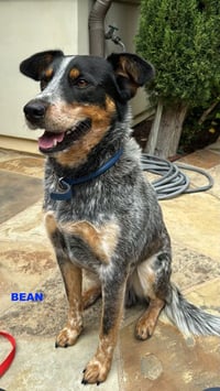 BEAN - Photo 3