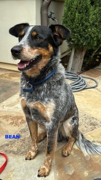 BEAN - Photo 3