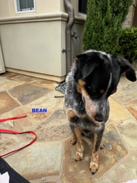 BEAN - Photo 5