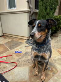 BEAN - Photo 4