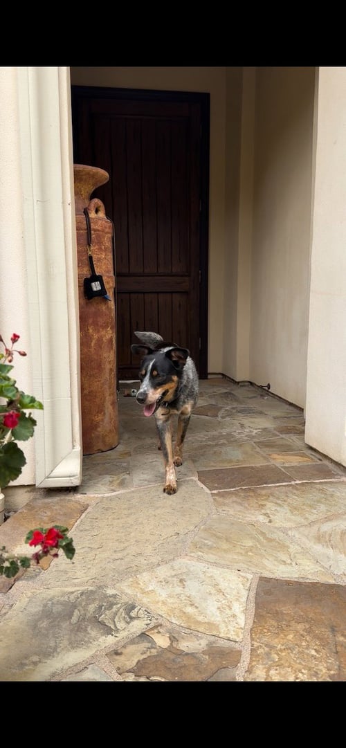BEAN - Australian Cattle Dog/Blue Heeler available for adoption