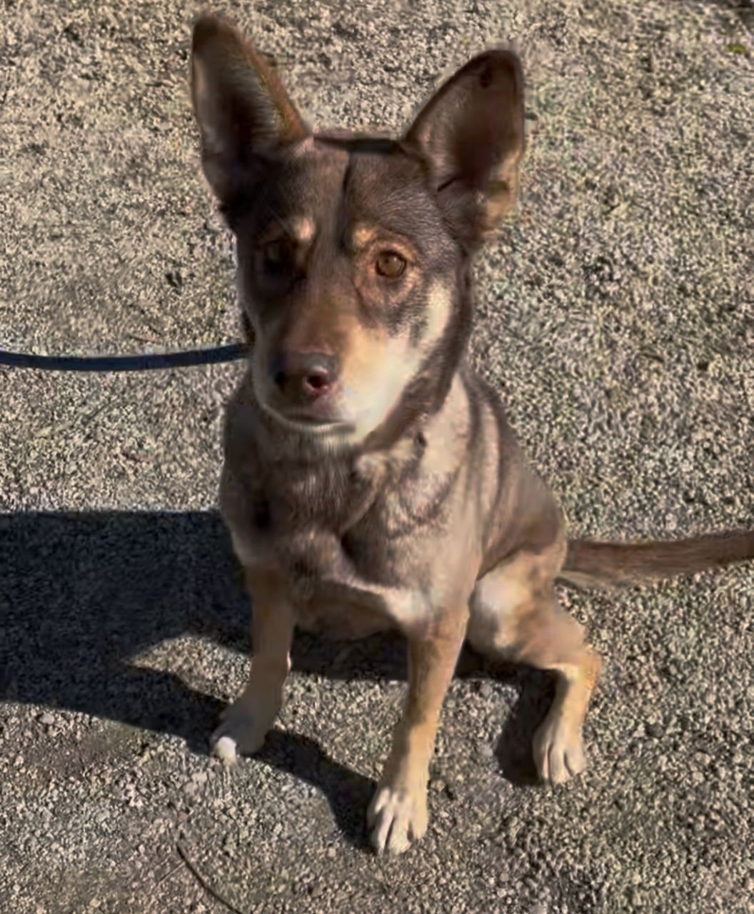 DARBY - Australian Kelpie available for adoption