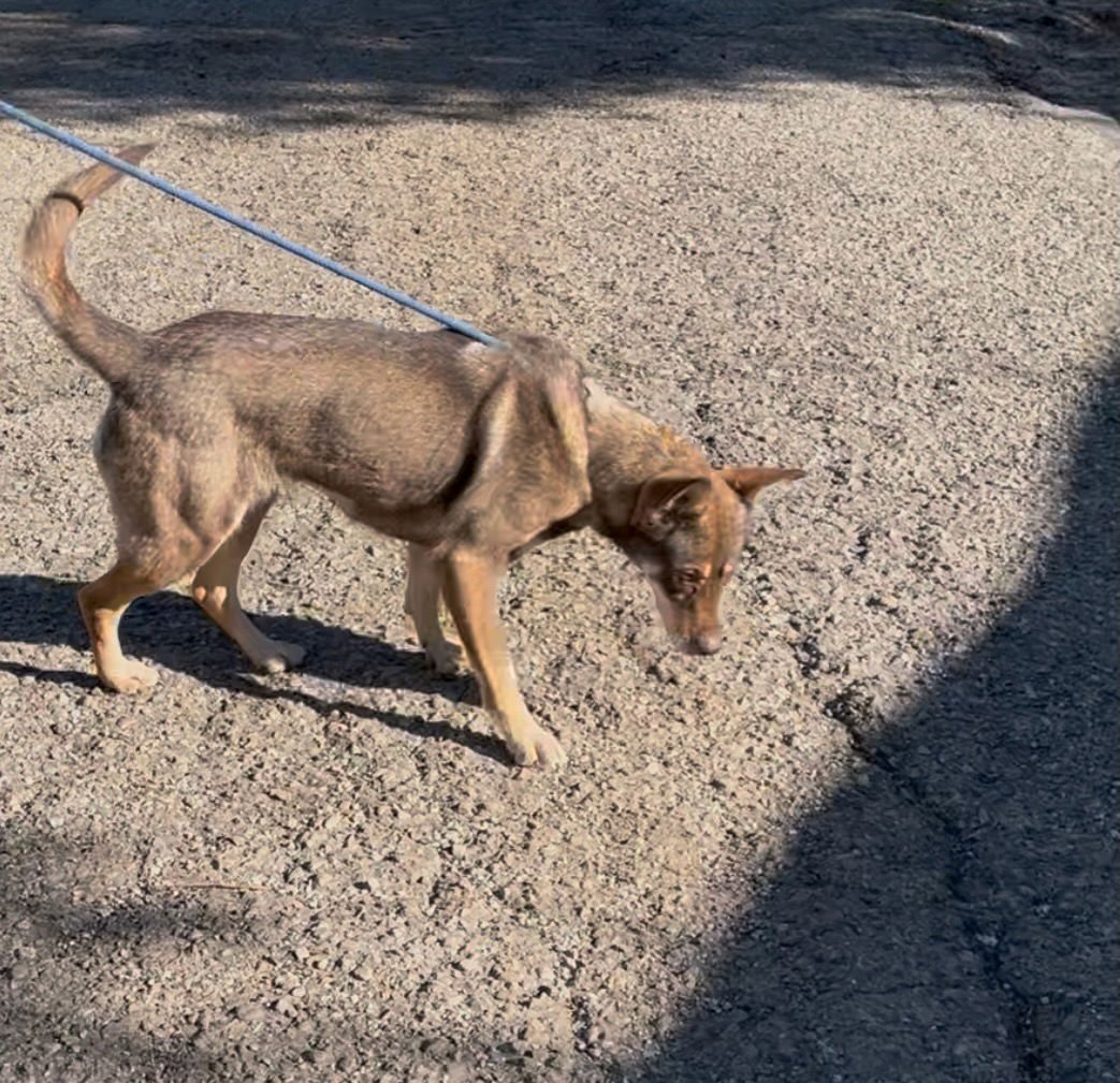 DARBY - Australian Kelpie available for adoption