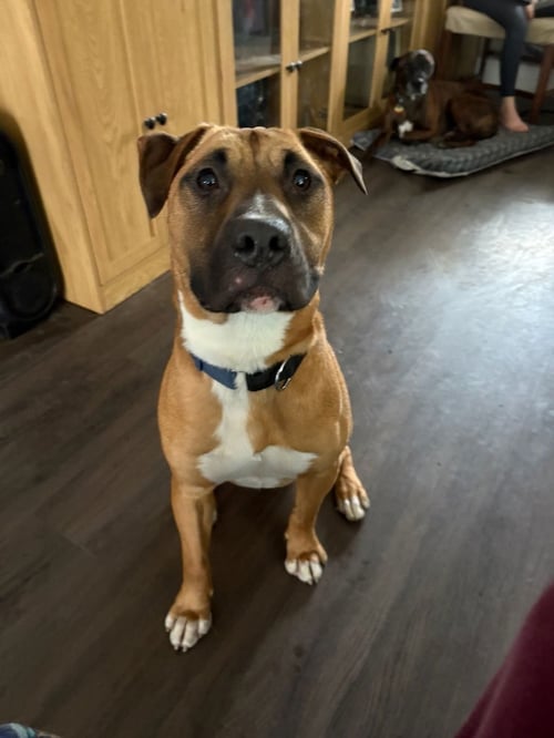 ROCKY BOY - Bull Terrier available for adoption