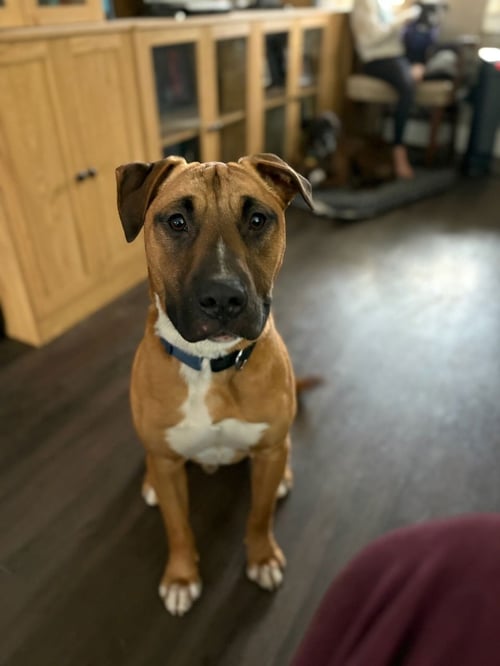 ROCKY BOY - Bull Terrier available for adoption