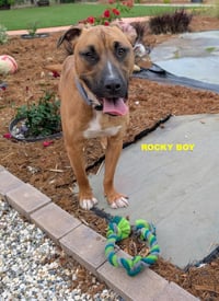 ROCKY BOY - Photo 6
