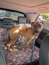 ROCKY BOY - Photo 5