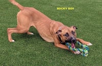 ROCKY BOY - Photo 7