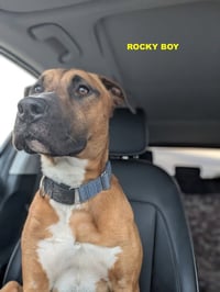 ROCKY BOY - Photo 8