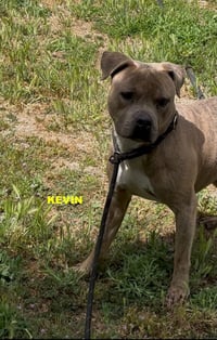 KEVIN - Photo 4