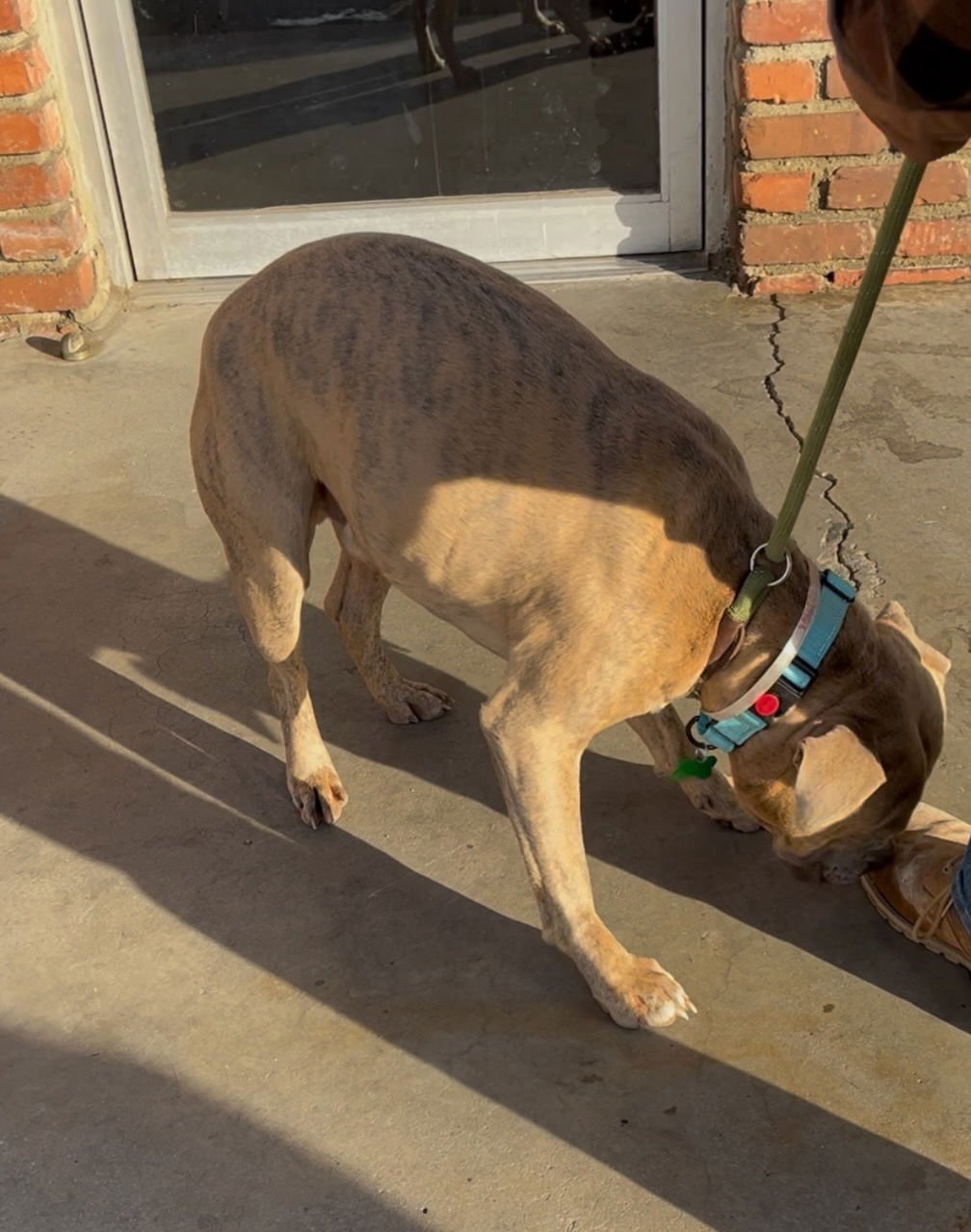 KEVIN - Pit Bull Terrier available for adoption