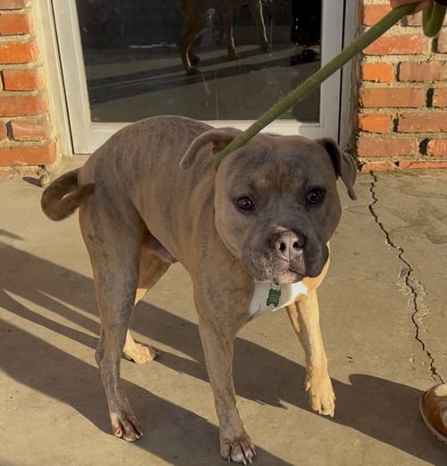 KEVIN - Pit Bull Terrier available for adoption