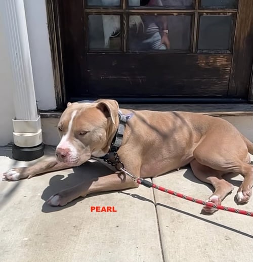 PEARL - Staffordshire Bull Terrier available for adoption