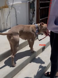 PEARL - Photo 3