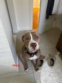 PEARL - Photo 10